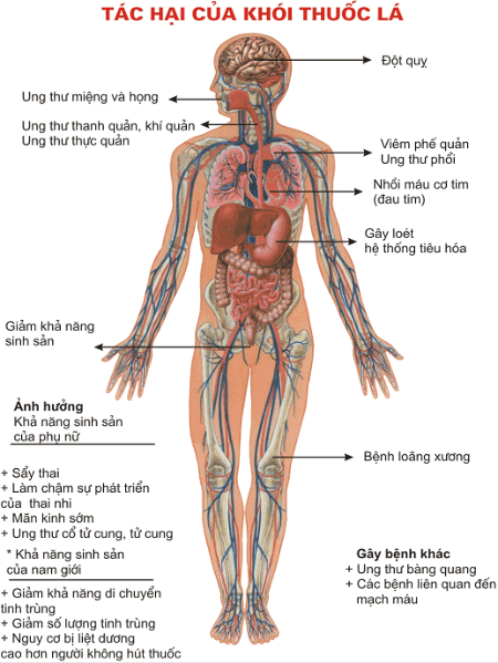 Tác động của thuốc lá đối với người hút: Cái nhìn toàn diện