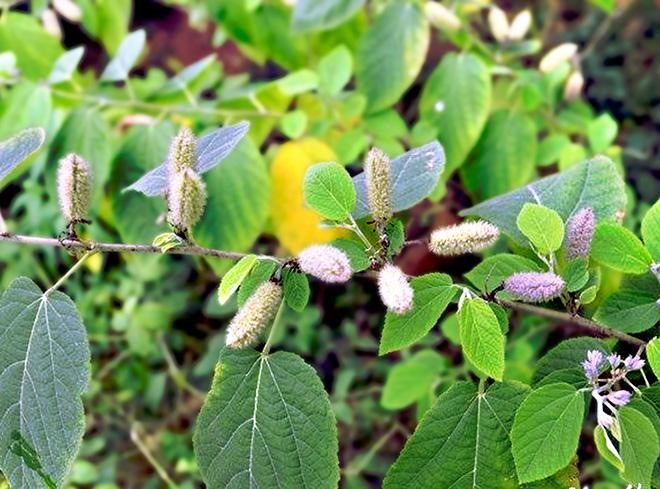 Thật Hư Về Cây Thuốc An Xoa Trị Bệnh Gan: Khoa Học Chứng Minh