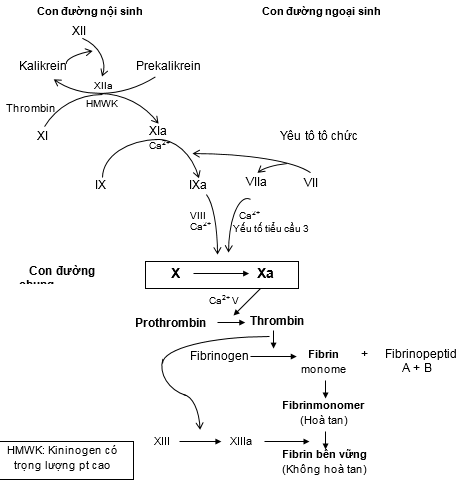 Sản phẩm Thương mại Thuốc Chống Đông Máu từ Staphylokinase: Tiềm năng và Ứng dụng