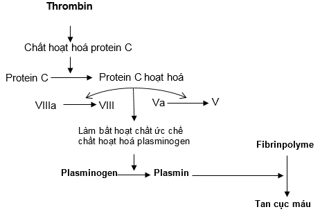 Sản phẩm Thương mại Thuốc Chống Đông Máu từ Staphylokinase: Tiềm năng và Ứng dụng