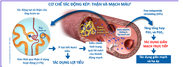 Cơ Chế Tác Dụng Các Nhóm Thuốc Hạ Huyết Áp Hiệu Quả