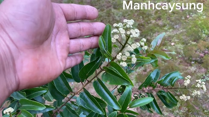 Lá Cây Bằng Lăng: Đặc Điểm, Công Dụng Và Lưu Ý Quan Trọng