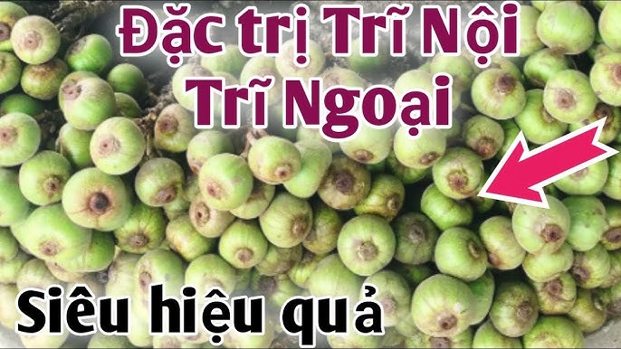 Các Bài Thuốc Dân Gian Chữa Trị Bệnh Trĩ Ngoại Hiệu Quả Các Bài Thuốc Dân Gian Chữa Trị Bệnh Trĩ Ngoại Hiệu Quả