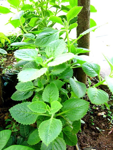 Bài Thuốc Húng Chanh Trị Ho Cho Trẻ Sơ Sinh An Toàn Hiệu Quả Bài Thuốc Húng Chanh Trị Ho Cho Trẻ Sơ Sinh An Toàn Hiệu Quả