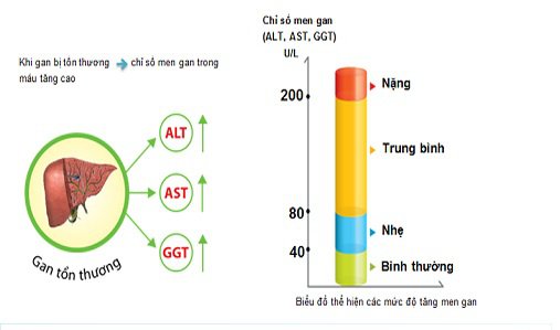 Loại thuốc nào điều trị ALT và AST tăng cao hiệu quả?