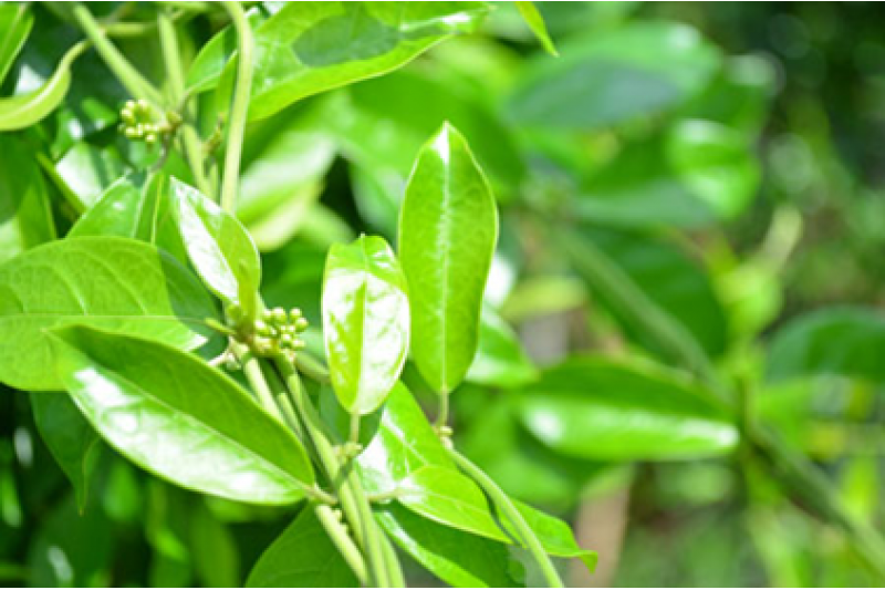 Bài Thuốc Trị Bệnh Tiểu Đường Bằng Dây Thìa Canh Hiệu Quả Và Lưu Ý Quan Trọng Bài Thuốc Trị Bệnh Tiểu Đường Bằng Dây Thìa Canh Hiệu Quả Và Lưu Ý Quan Trọng