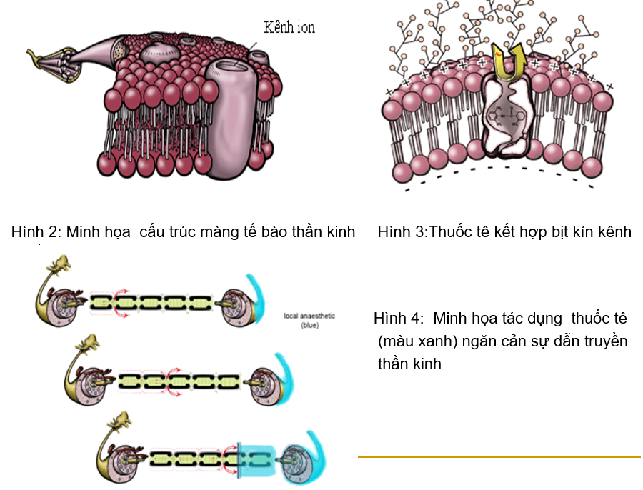 Cơ Chế Tác Dụng Thuốc Đối Với Màng Tế Bào: Hiểu Rõ Từ A-Z