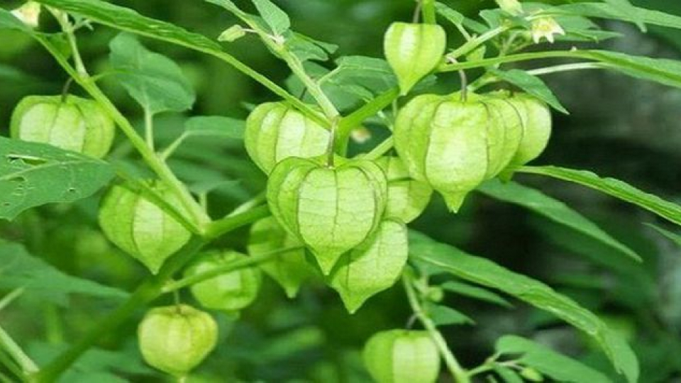 Nhóm Cây Thuốc Nam Cây Làm Rau Cây Ăn Quả: Khám Phá Lợi Ích Kép Cho Sức Khỏe
