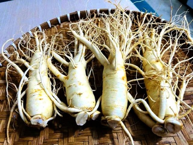 Những đối tượng không nên dùng nhân sâm và tác hại tiềm ẩn