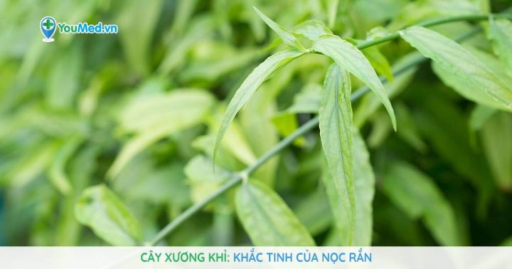 Hình ảnh cây Xương Khỉ (Kim Thất Tai) được trồng và chăm sóc
