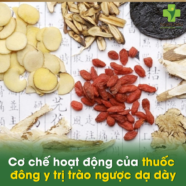 Thuốc nam chữa dạ dày uống vào vẫn bị đau: Giải mã nguyên nhân và hướng xử lý hiệu quả