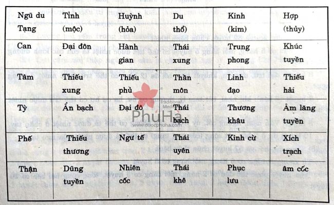 Ngũ Du Huyệt: Khái Niệm, Vị Trí Và Ứng Dụng Trong Y Học Cổ Truyền
