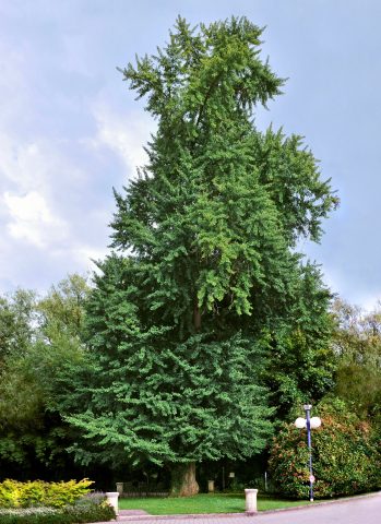 Thuốc Ginkgo Biloba: Công Dụng, Liều Dùng và Lưu Ý Quan Trọng