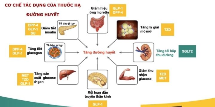 Thuốc Ức Chế Alpha-glucosidase: Giải Pháp Hiệu Quả Điều Trị Đái Tháo Đường