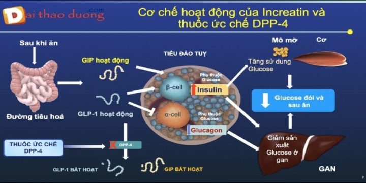 Sơ đồ hoạt động của liệu pháp incretin và thuốc ức chế DPP-4 trong điều trị tiểu đường