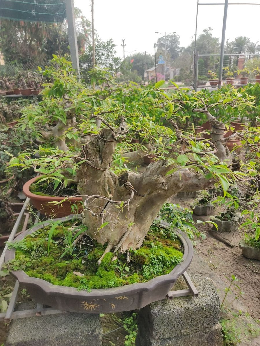 Lá Cây Bằng Lăng: Đặc Điểm, Công Dụng Và Lưu Ý Quan Trọng