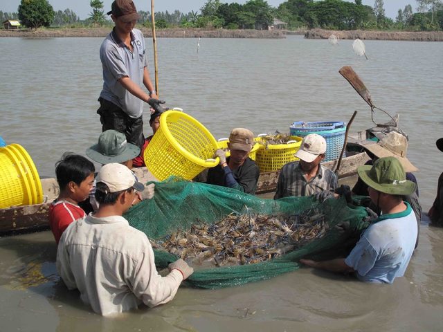 Giải mã giấc mơ thấy bắt được tôm cá chi tiết nhất