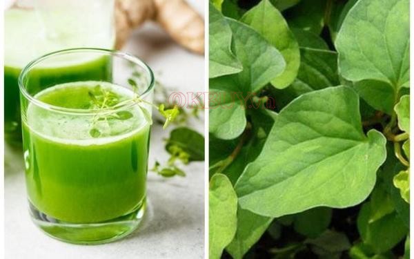 Rau diếp cá được cho là giúp thu nhỏ thành mạch hiệu quả, hỗ trợ điều trị giãn tĩnh mạch