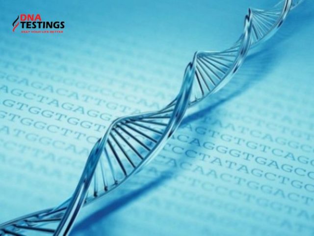 Giải Mã Tính Đa Dạng và Đặc Thù Của ADN Chi Tiết