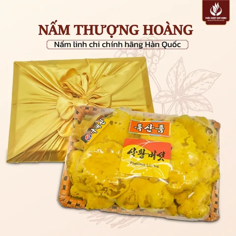 Nấm Thượng Hoàng: Công Dụng Vượt Trội và Hướng Dẫn Sử Dụng Hiệu Quả