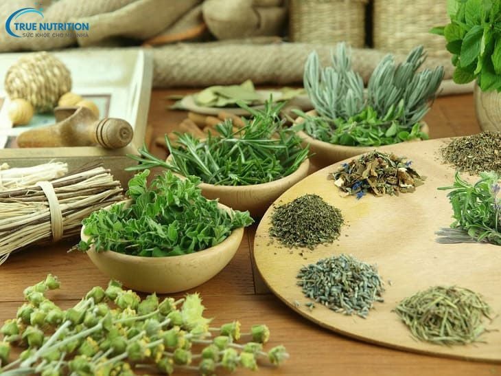 Cây thuốc nam chữa suy giãn tĩnh mạch: Giải pháp tự nhiên hiệu quả