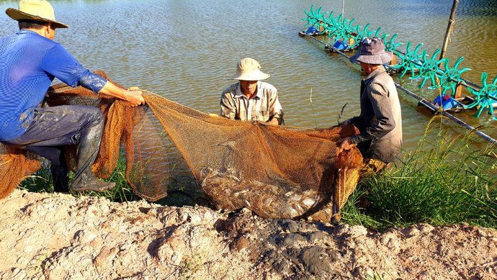 Mơ thấy bắt được tôm cá đầy lưới dự báo tài lộc dồi dào