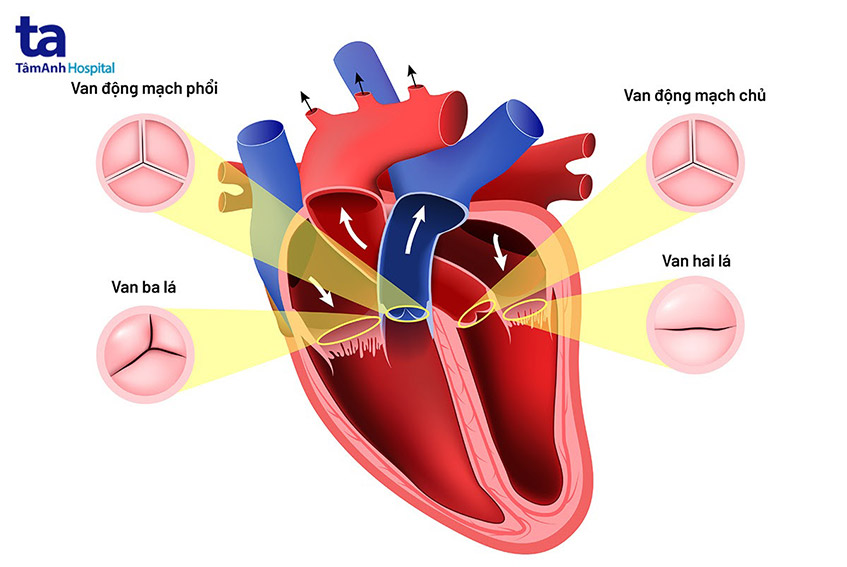 Toa Thuốc Hở Van 2 Lá và Van 4 Lá: Hướng Dẫn Chi Tiết Toa Thuốc Hở Van 2 Lá và Van 4 Lá: Hướng Dẫn Chi Tiết