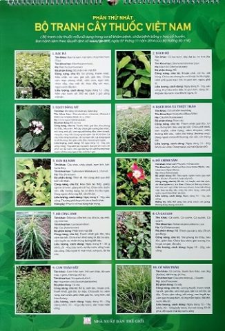 Cây Bổ Chanh - Húng Chanh dùng làm thuốc trị ho, cảm cúm