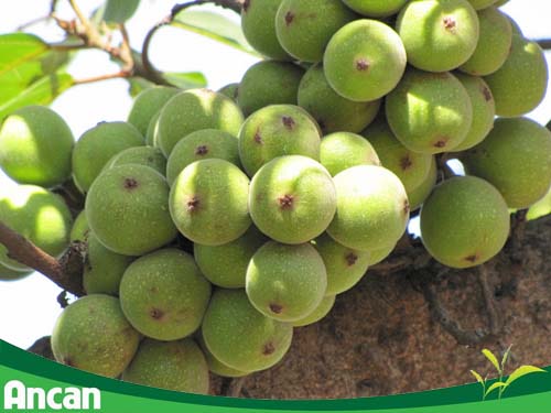 Các Bài Thuốc Nam Chữa Ung Thư Cổ Tử Cung: Thực Hư và Lưu Ý Quan Trọng