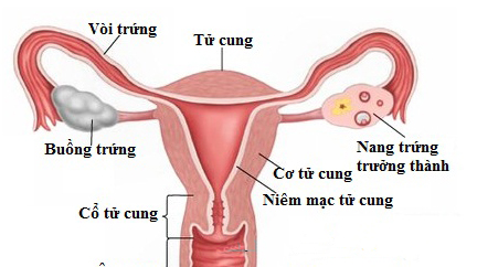 Vì Sao Thuốc Tránh Thai Có Tác Dụng Tránh Thai: Cơ Chế Khoa Học Đằng Sau