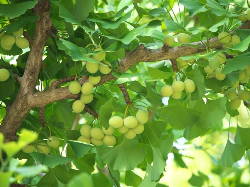 Các Cây Thuốc Mới Chữa Thiểu Năng Tuần Hoàn Não Hiệu Quả Các Cây Thuốc Mới Chữa Thiểu Năng Tuần Hoàn Não Hiệu Quả