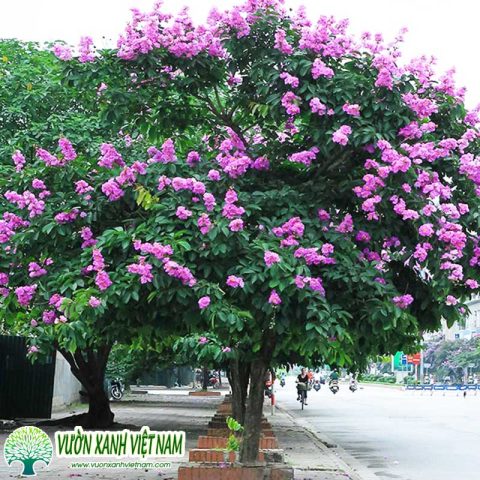 Toàn cảnh cây bằng lăng, một loài thảo dược quý trong y học truyền thống