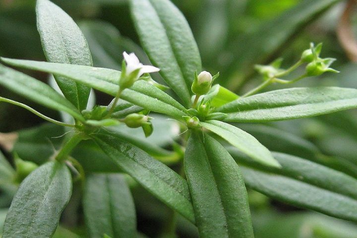 Cây Xương Khỉ (Kim Thất Tai): Khám Phá Công Dụng, Cách Dùng và Lưu Ý Quan Trọng