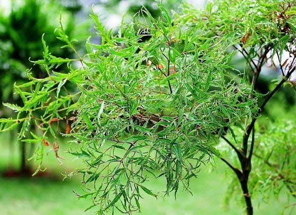 Các loại cây thuốc nam hiệu quả trong điều trị đau lưng