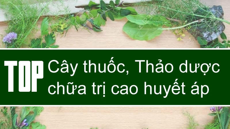 Cây Thuốc Dân Tộc Mường Chữa Bệnh Cao Huyết Áp Hiệu Quả