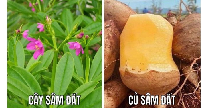 Cây Sâm Đất: Công Dụng, Cách Dùng và Lưu Ý Quan Trọng