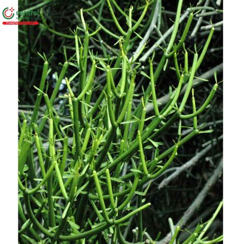 Cây Xương Khô: Công Dụng Y Học, Cách Dùng và Cảnh Báo Sức Khỏe