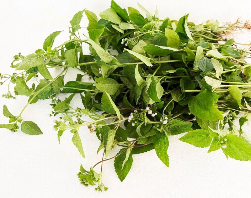 Cây Bông Hôi: Khám Phá Đặc Điểm và Công Dụng Y Học Tiềm Năng