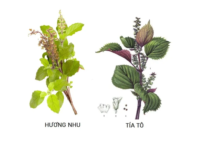 Cây Hương Nhu: Khám Phá Tên Khoa Học Và Công Dụng Chữa Bệnh