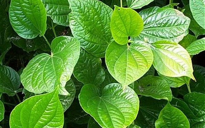 Lá lốt - Phương pháp chữa mồ hôi tay chân bằng thuốc nam hiệu quả