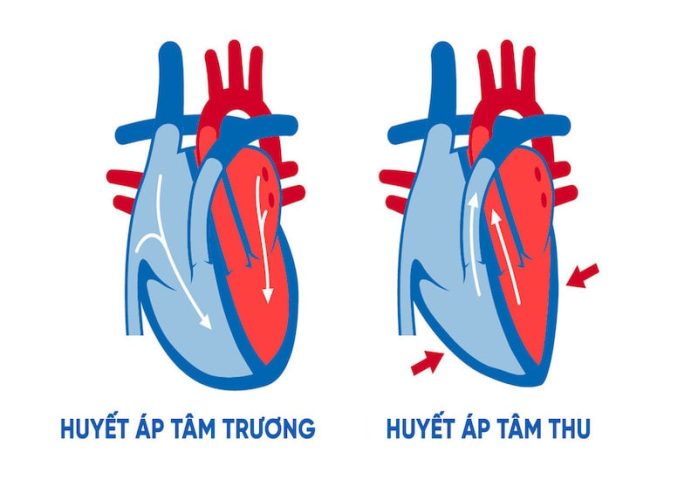 Tâm Thu Là Gì? Giải Mã Chi Tiết Về Chu Kỳ Tim Mạch