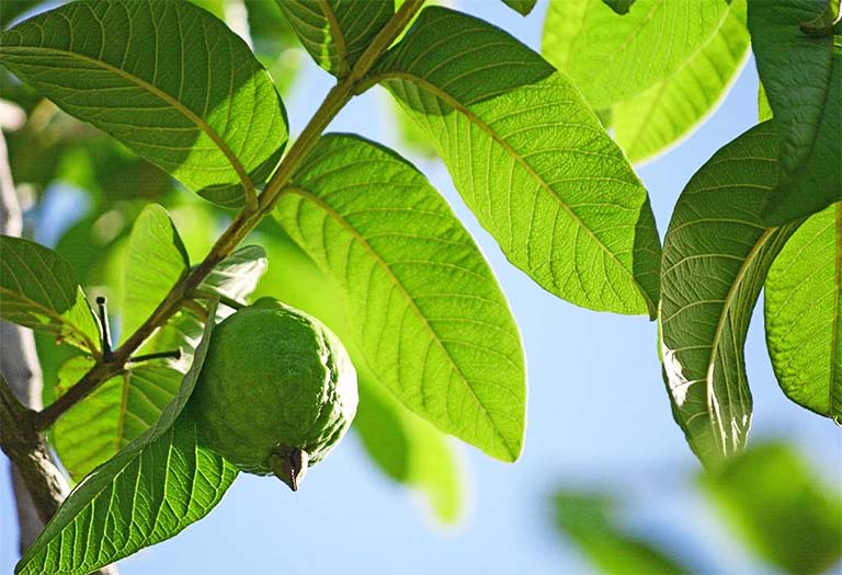 Lá Ổi Trị Tiểu Đường: Sự Thật Khoa Học và Hướng Dẫn Sử Dụng Lá Ổi Trị Tiểu Đường: Sự Thật Khoa Học và Hướng Dẫn Sử Dụng