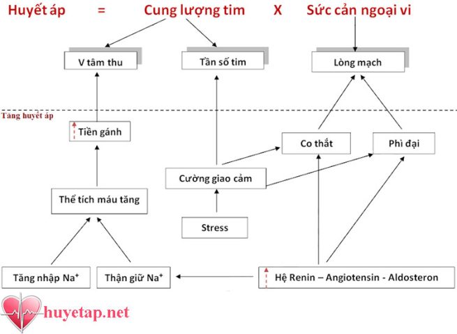 Cơ Chế Tác Dụng Các Nhóm Thuốc Hạ Huyết Áp Hiệu Quả
