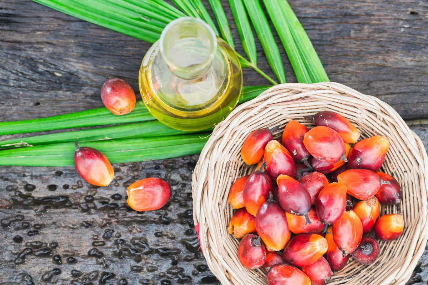 Dầu Coh Bemun Có Bán Ở Tiệm Thuốc Tây Không: Giải đáp chi tiết