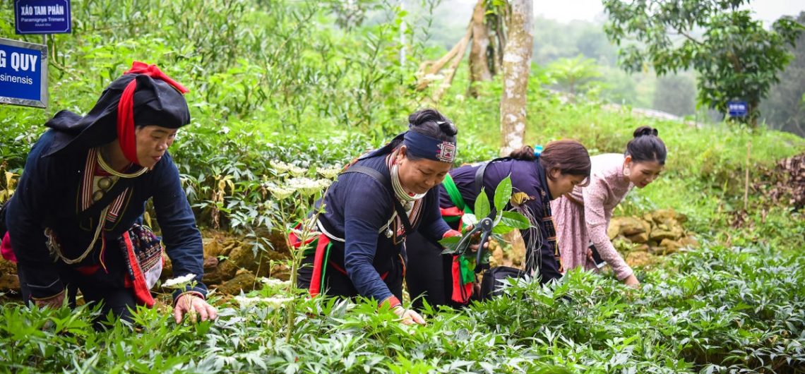 Sách Cây Thuốc Người Dao Ba Vì Trần Văn Ơn: Kho Tàng Y Học Cổ Truyền