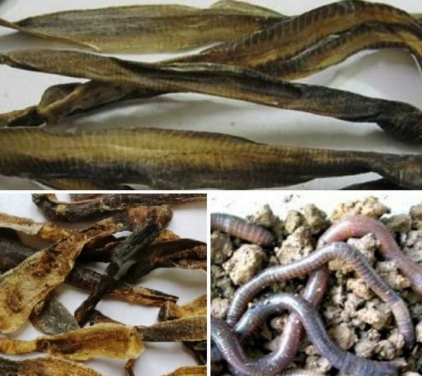 Địa Long: Công Dụng, Cách Dùng và Lưu Ý Quan Trọng Trong Y Học Cổ Truyền