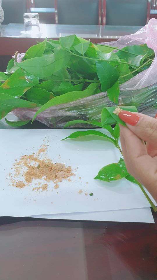 Lá Sấu Nấu Canh Chua: Công Thức Chuẩn Và Lợi Ích Sức Khỏe Toàn Diện Lá Sấu Nấu Canh Chua: Công Thức Chuẩn Và Lợi Ích Sức Khỏe Toàn Diện