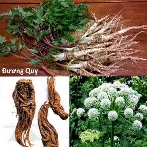 Đương quy - thảo dược quý hỗ trợ bổ huyết, an thần, giảm căng thẳng, cải thiện suy nhược thần kinh