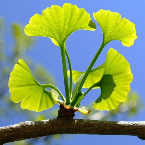 Thuốc Ginkgo Biloba: Công Dụng, Liều Dùng và Lưu Ý Quan Trọng