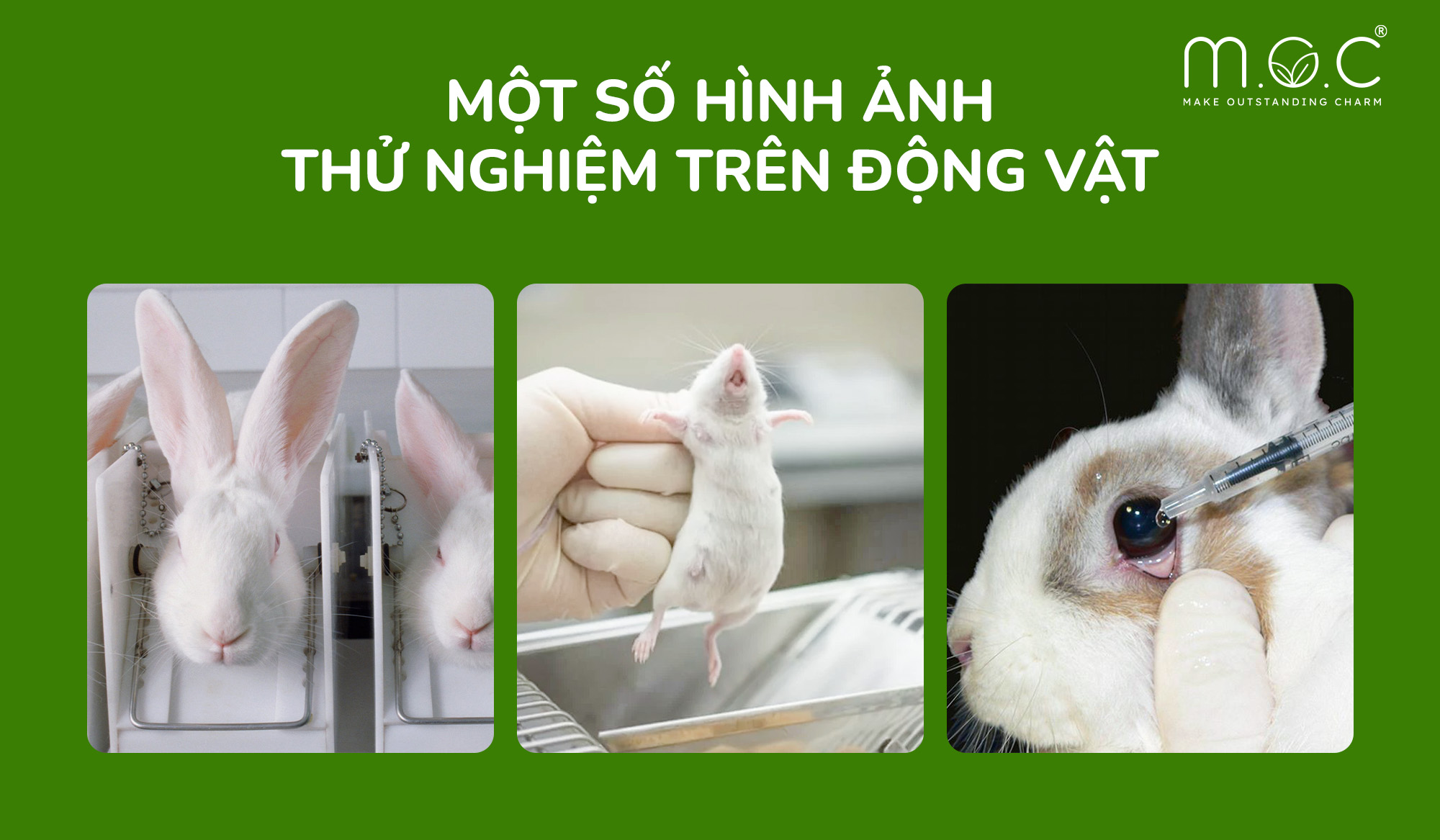Phương Pháp Thử Nghiệm Thuốc Trên Chuột Đái Tháo Đường Toàn Diện